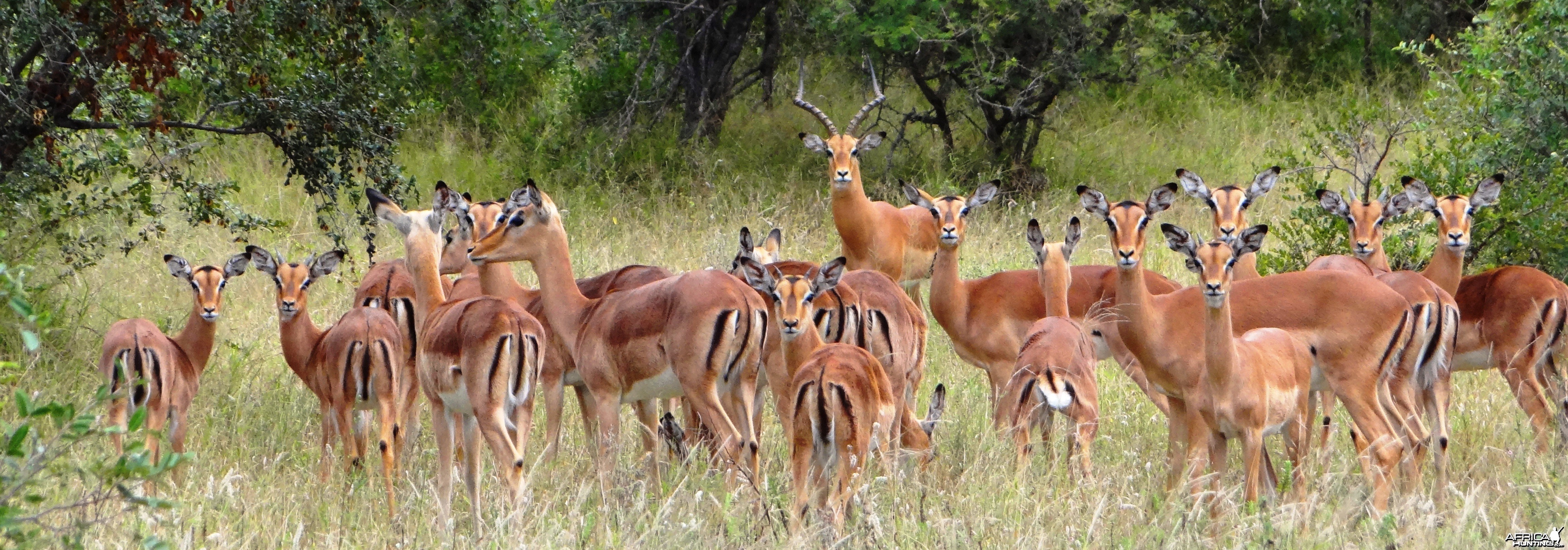 Impala