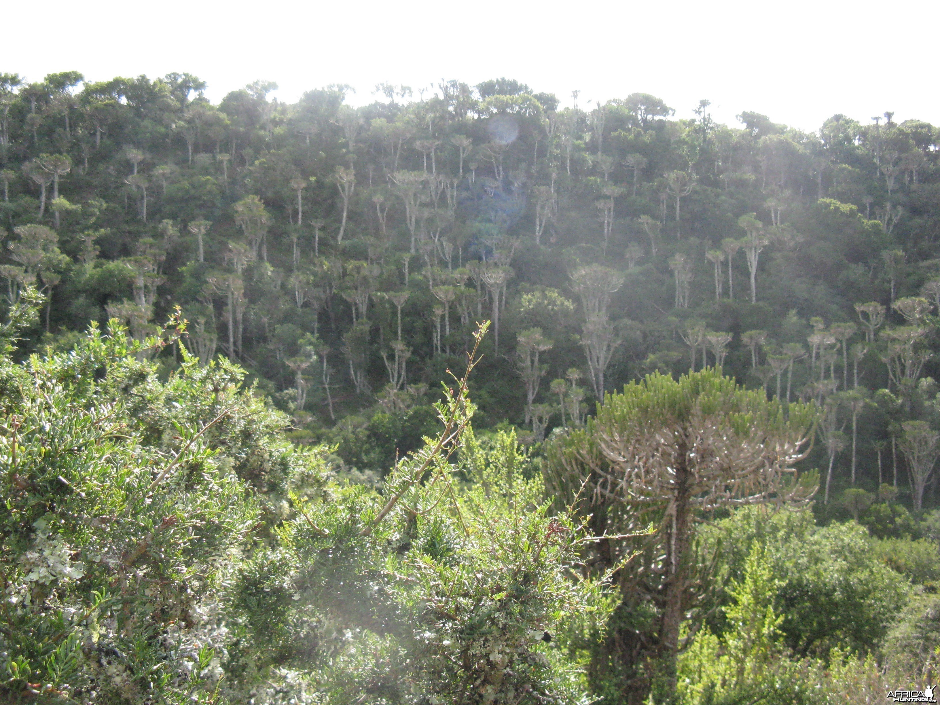 Weird East Cape SA Trees