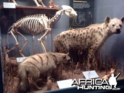 Taxidermy Aardwolf &amp; Spotted Hyena