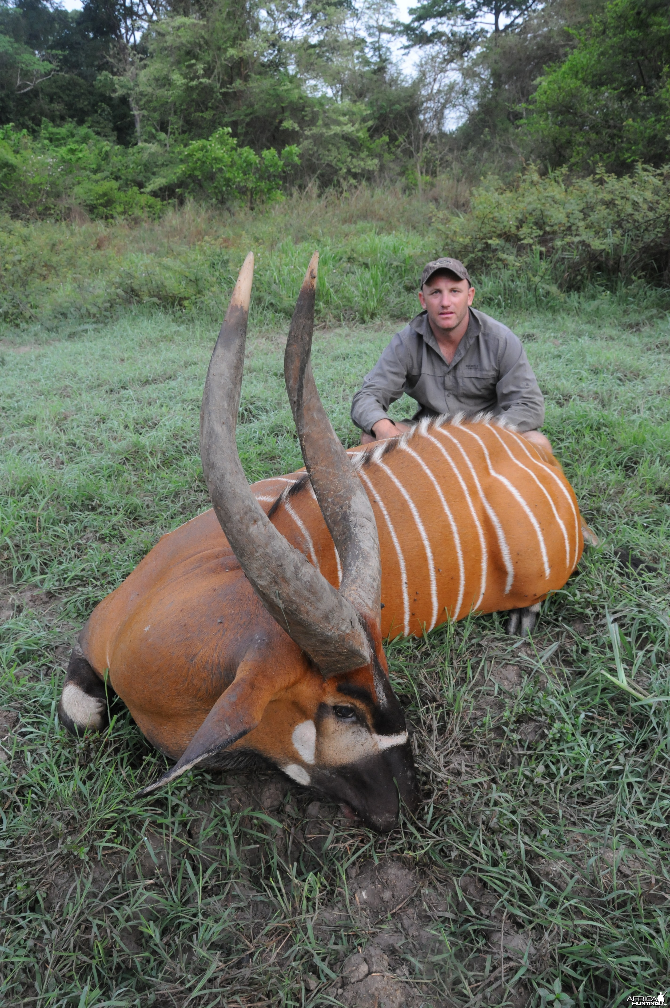 Bongo hunt with CAWA in CAR