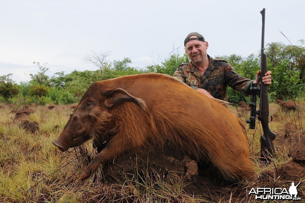 Red River Hog hunt with CAWA in CAR