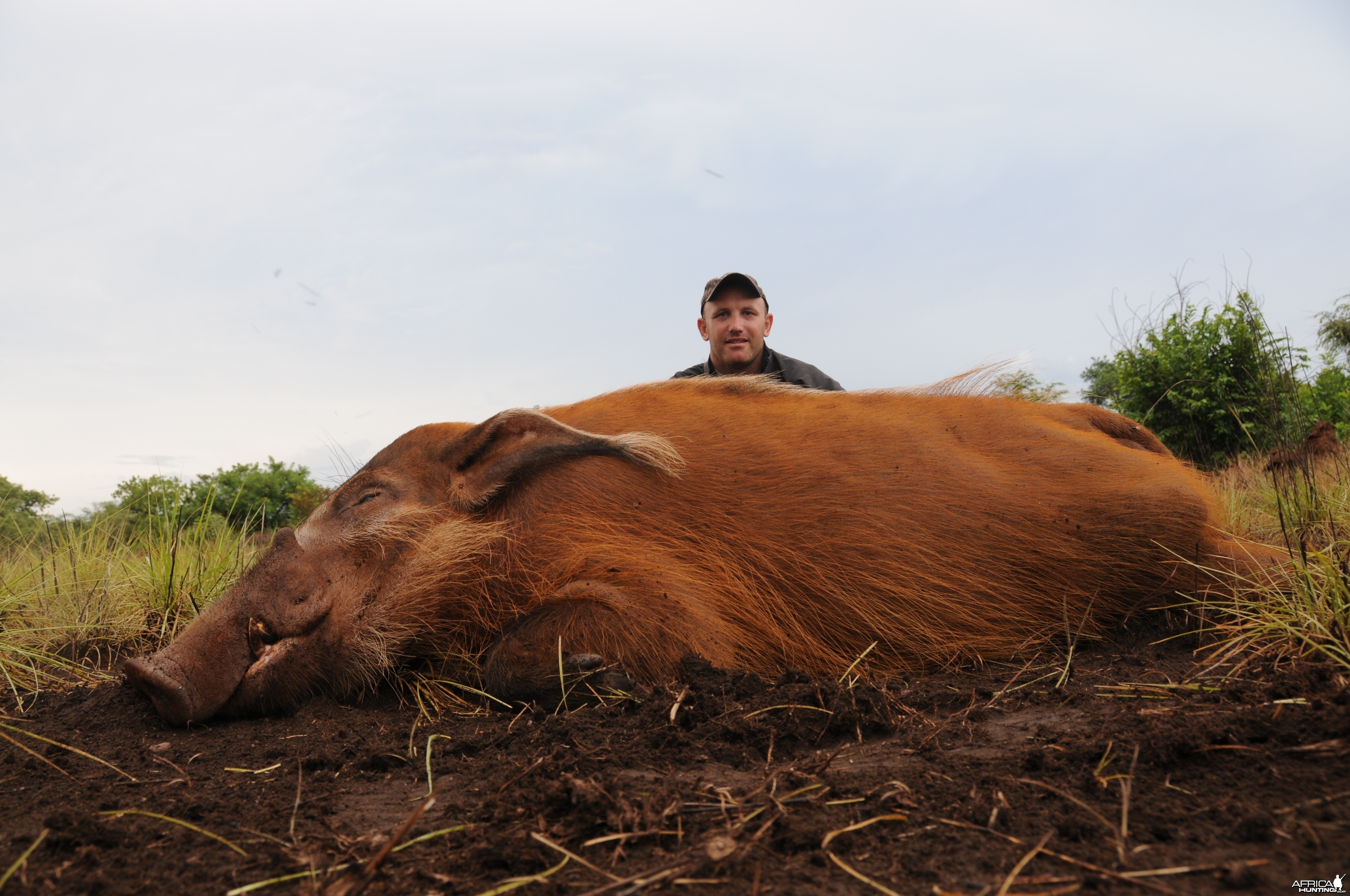 Red River Hog hunt with CAWA in CAR