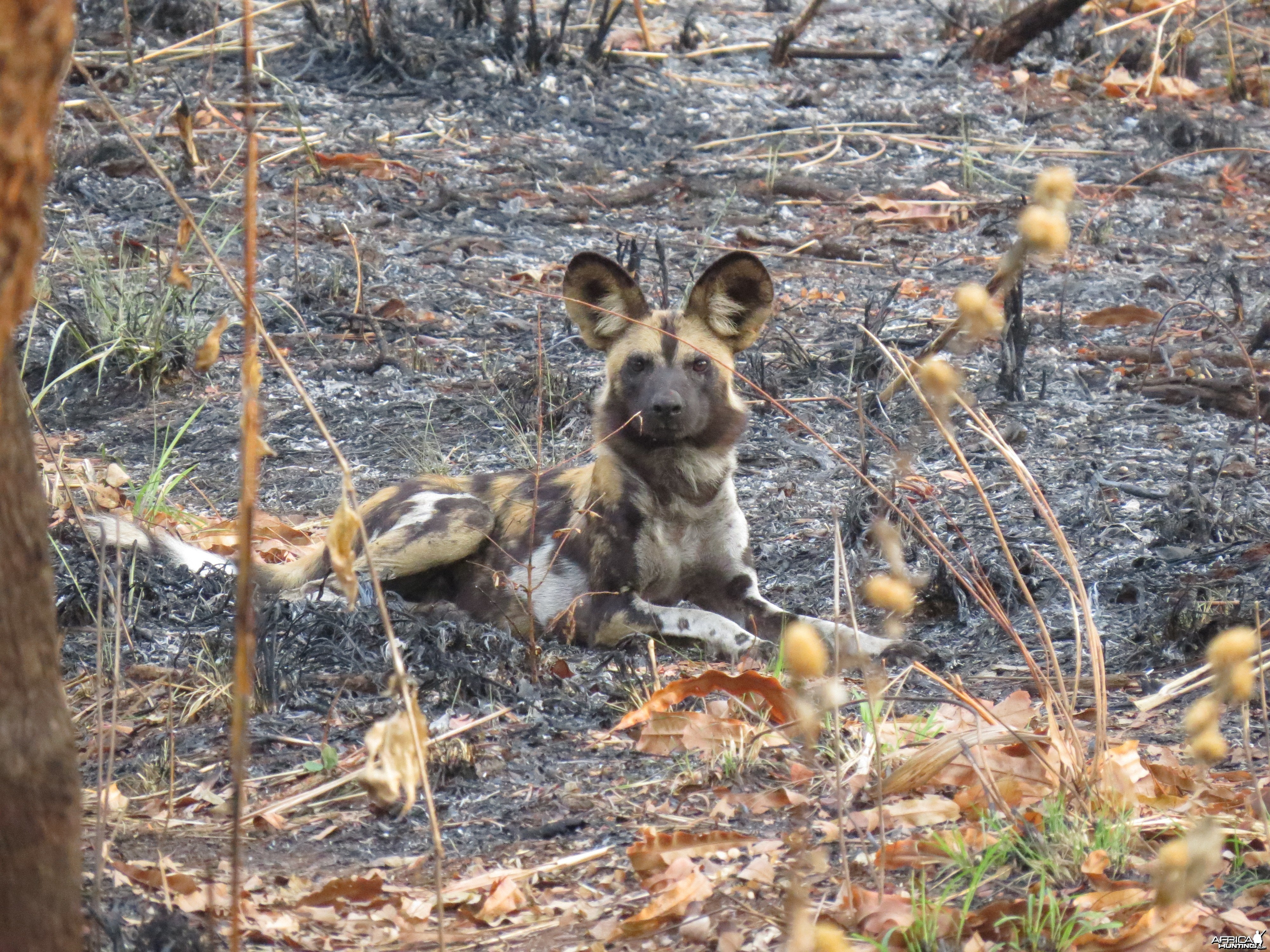 Wild Dog CAR