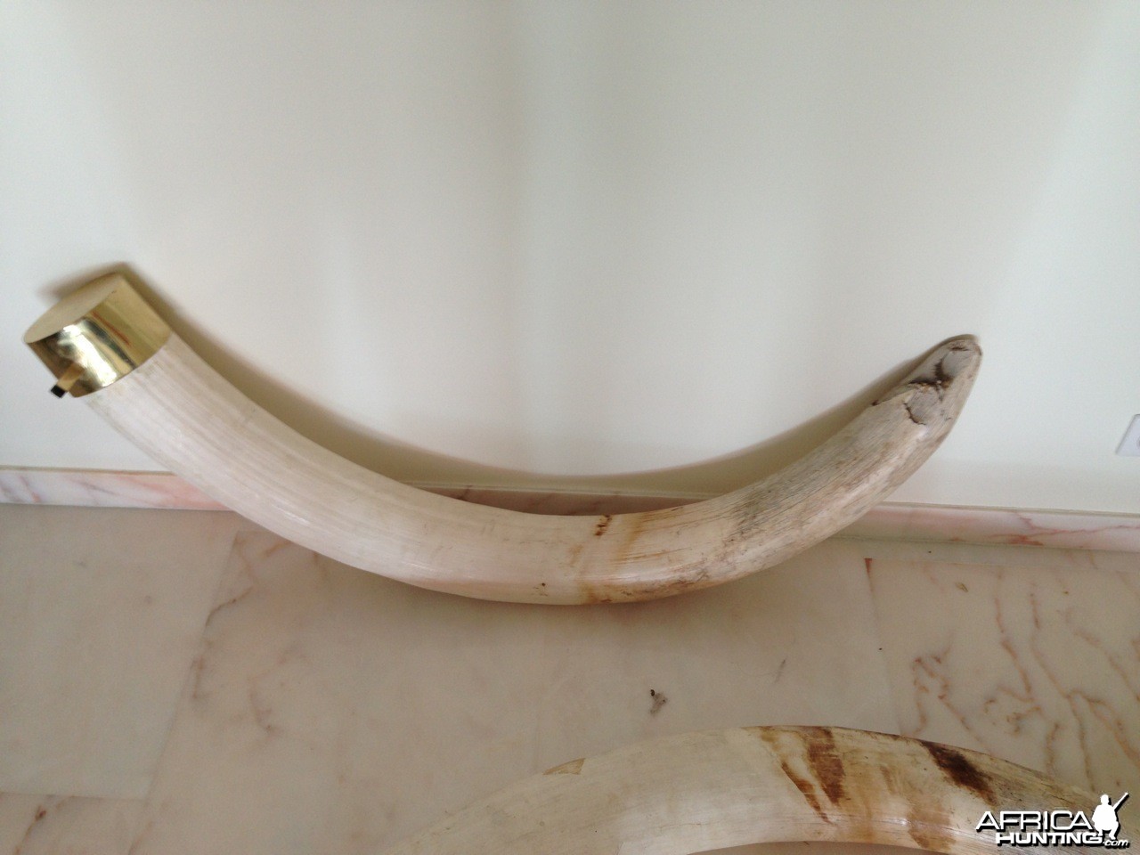 Elephant tusk from Namibia