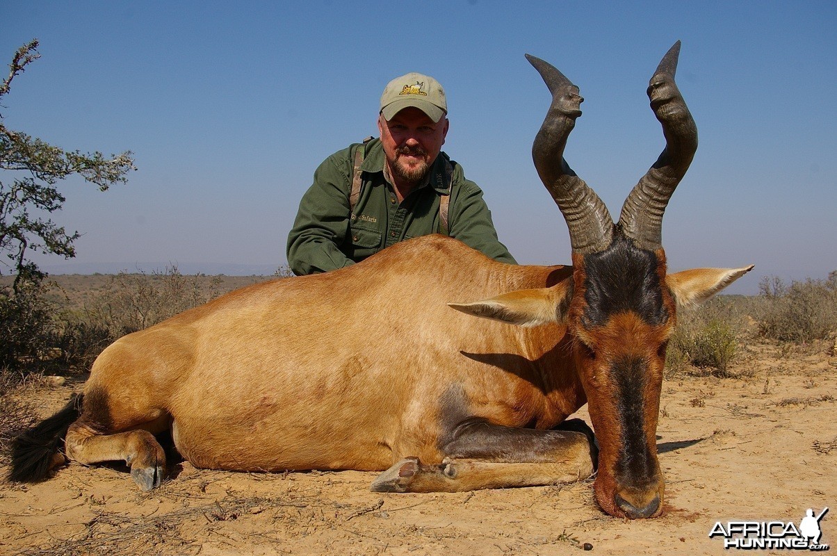 Red Hartebeest