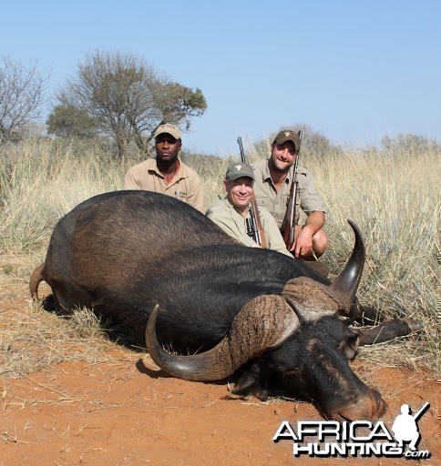 Cape Buffalo