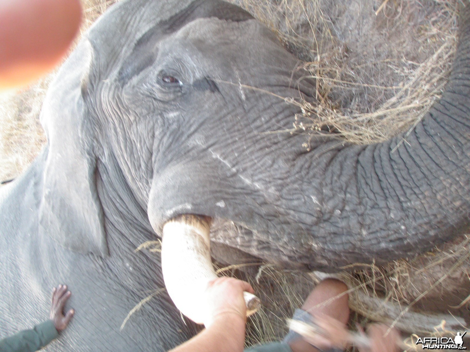 57 Lb. Botswana Elephant 2013