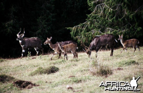 Mountain Nyala in Ethiopia