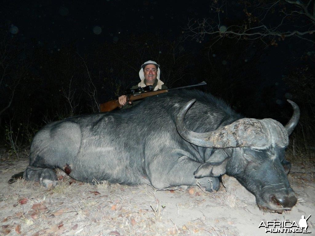 Cape Buffalo