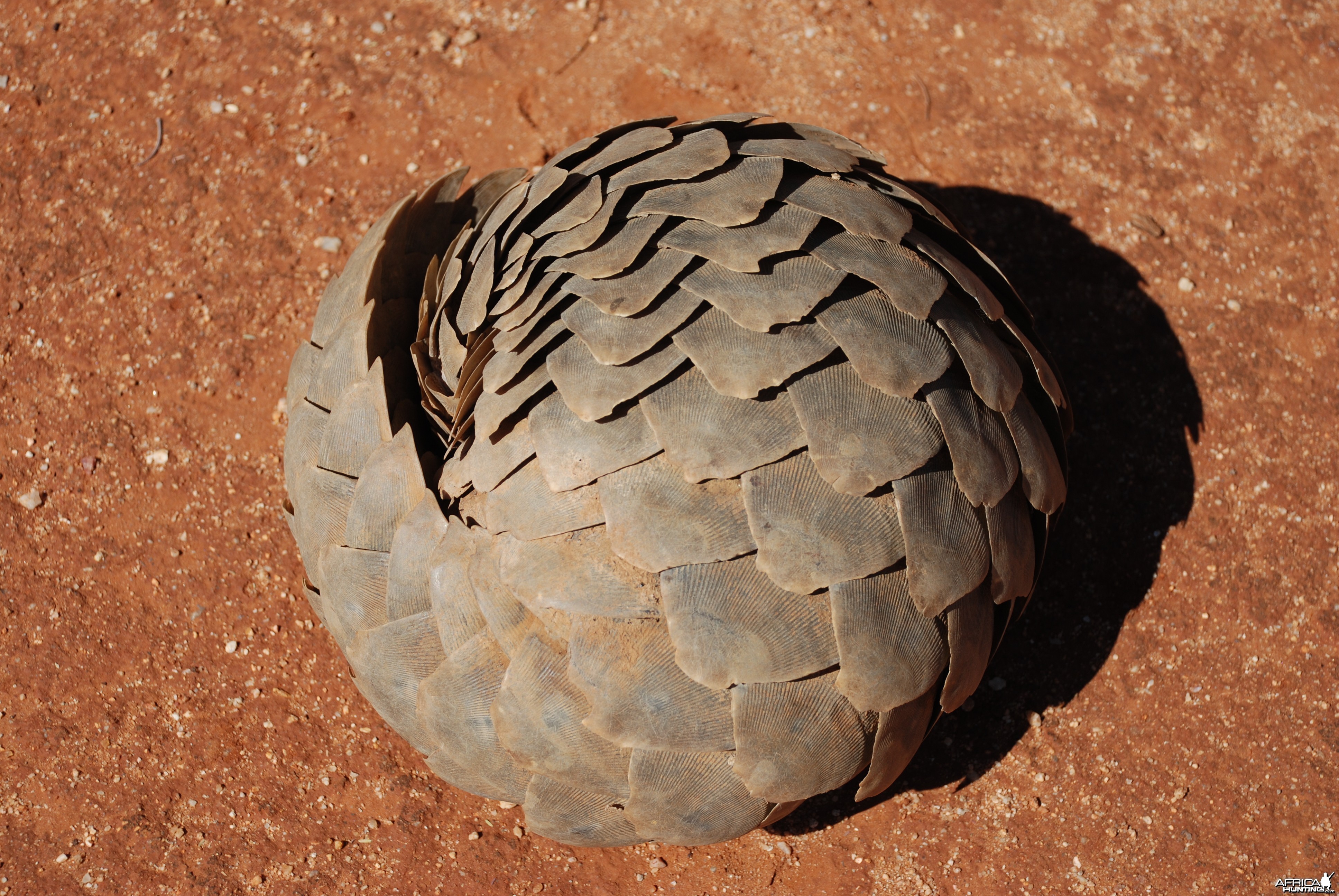 Giant Pangolin