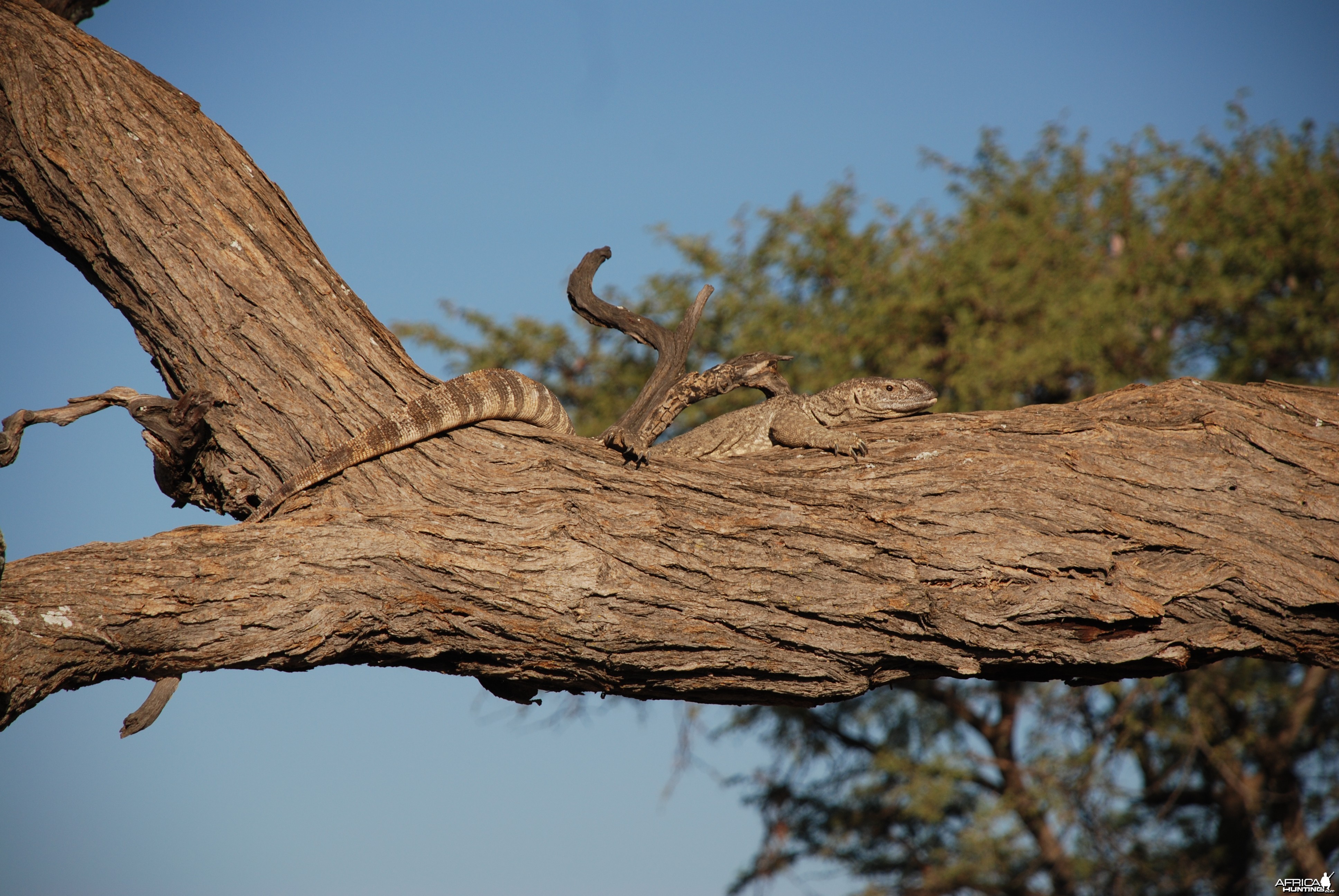 Monitor Lizard