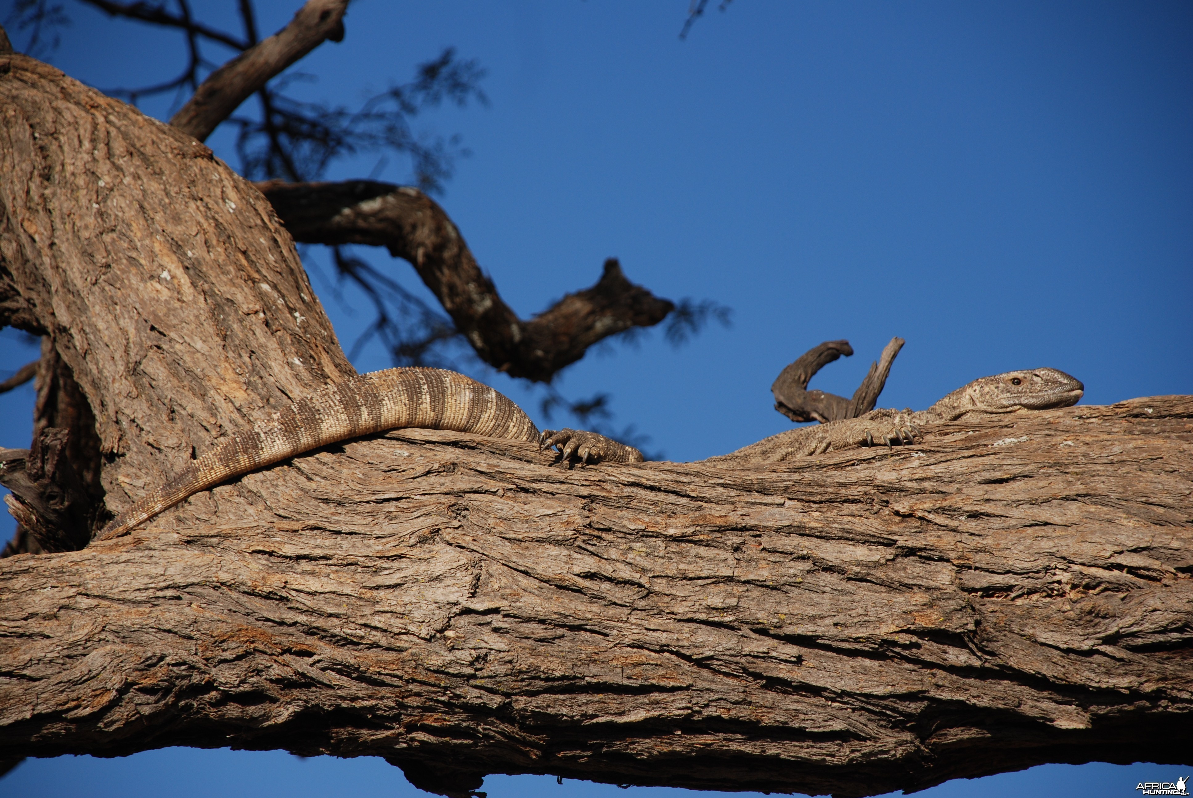 Monitor Lizard