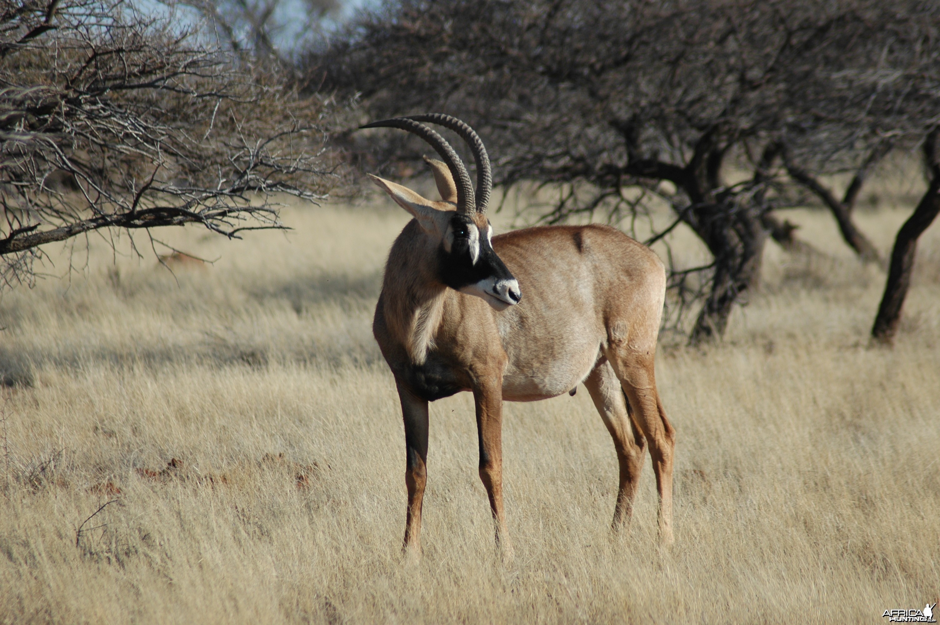 Roan bull at Wintershoek