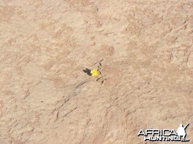 Wildflower Deadvlei Namibia