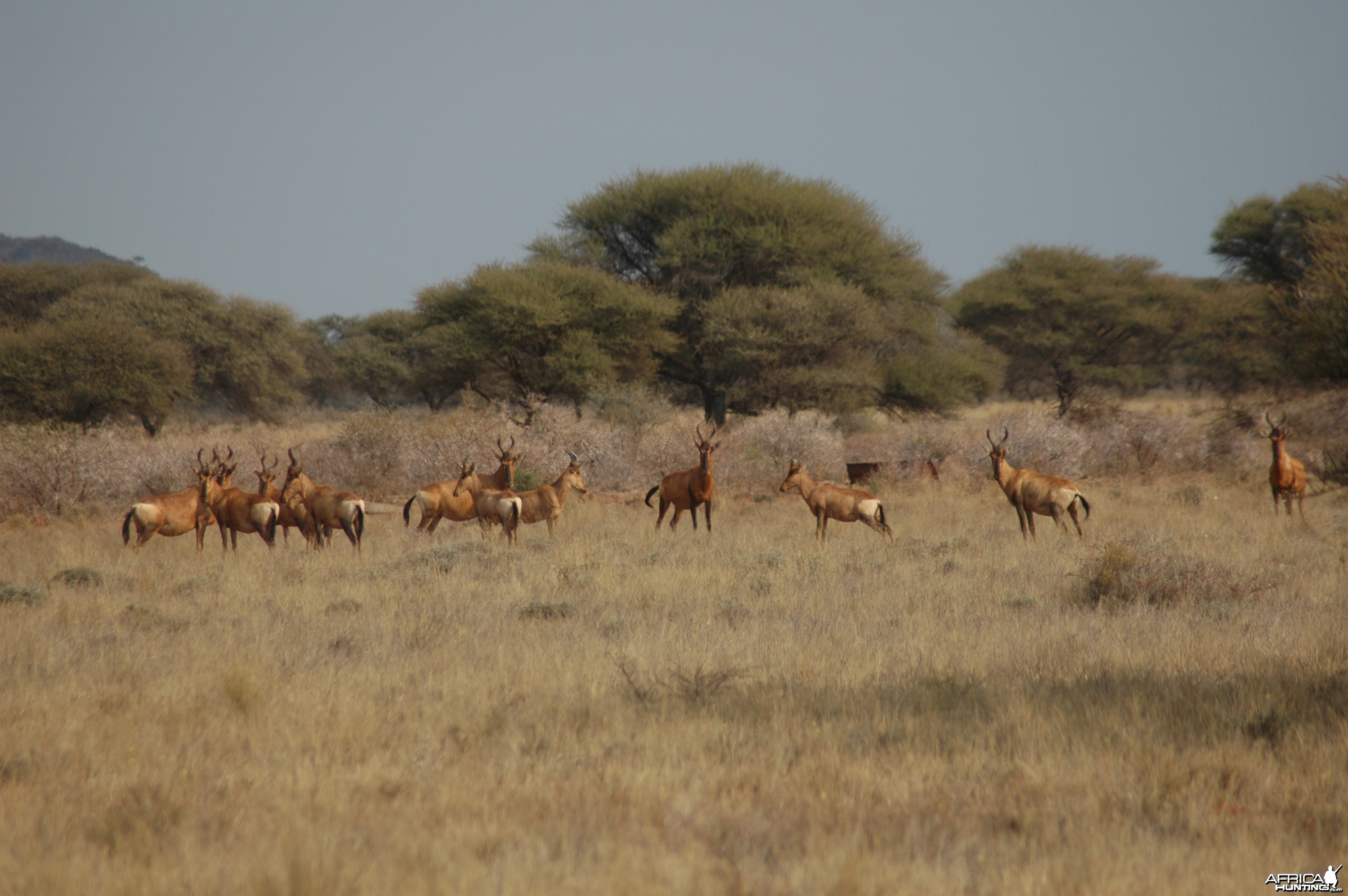 Red Hartebeests at Wintershoek