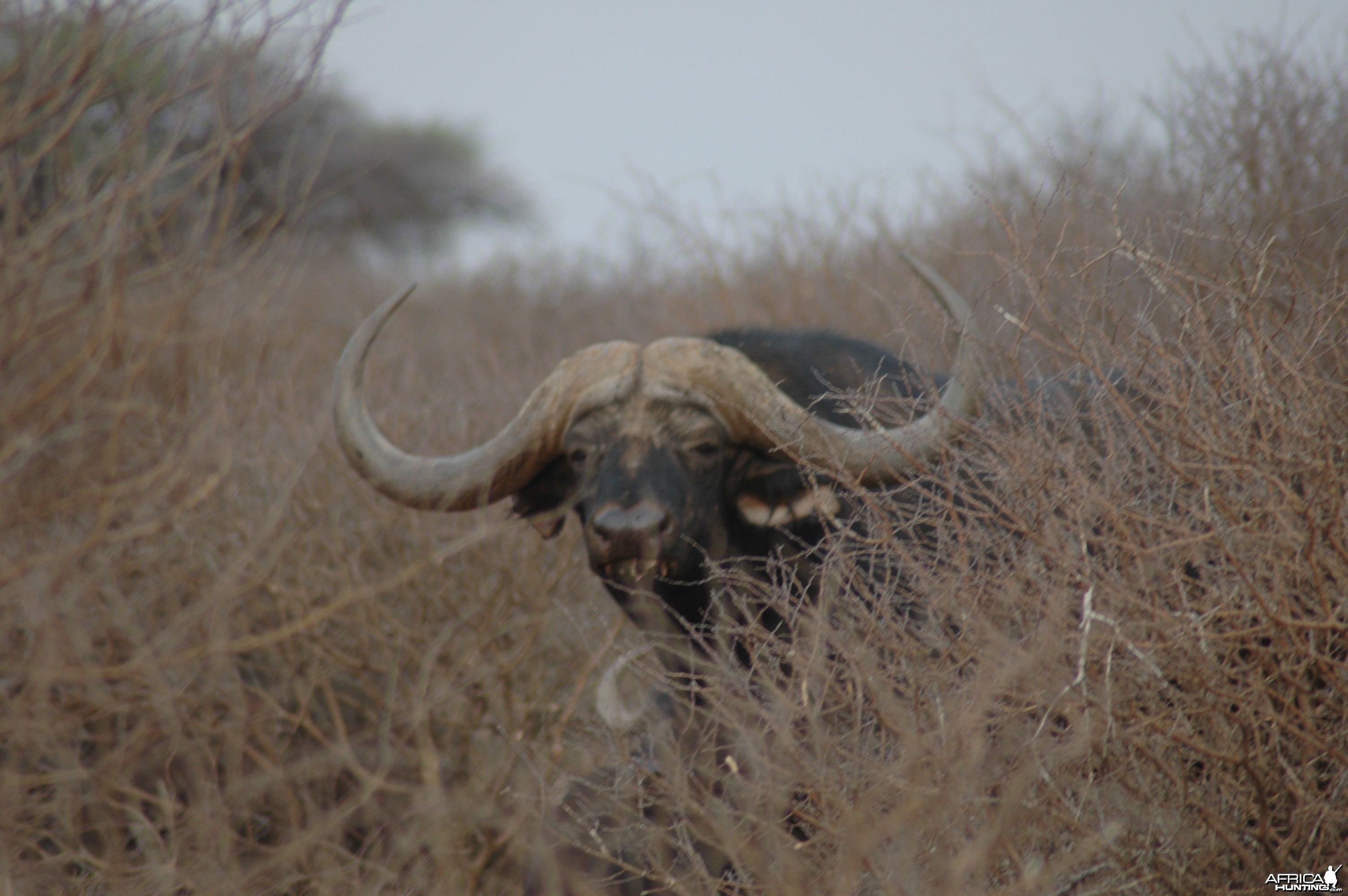 Close up 53&quot; breeding bull at Wintershoek