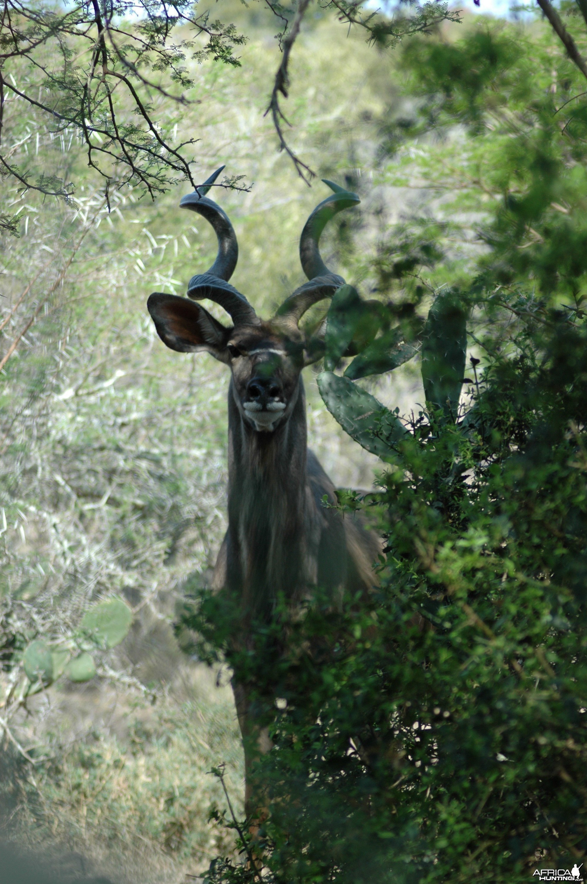 Kudu 5 yds away by pond, Eastern Cape, South Africa