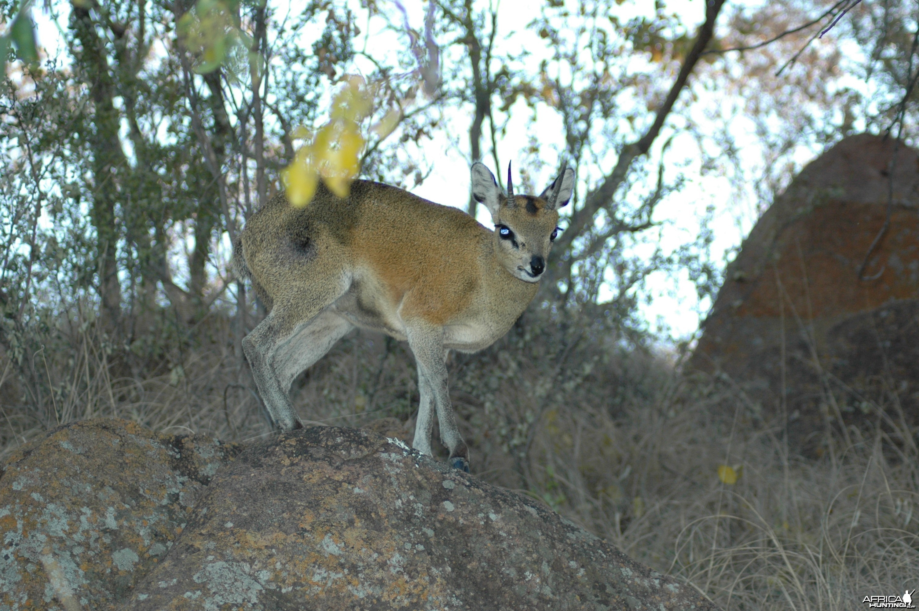 Klipspringer