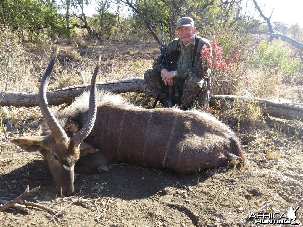 A nice Nyala from Bos en Dal