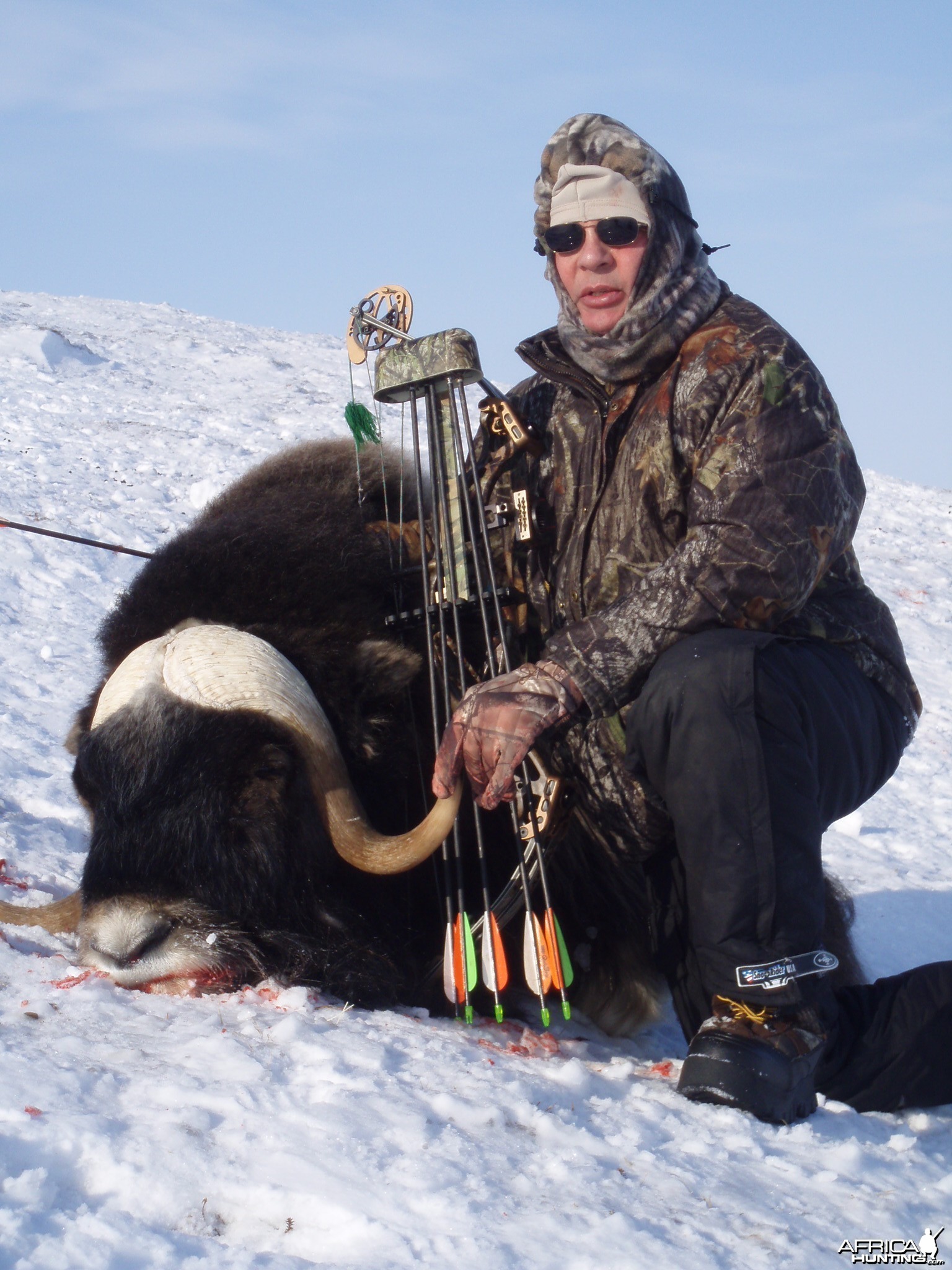 AK - Musk Ox