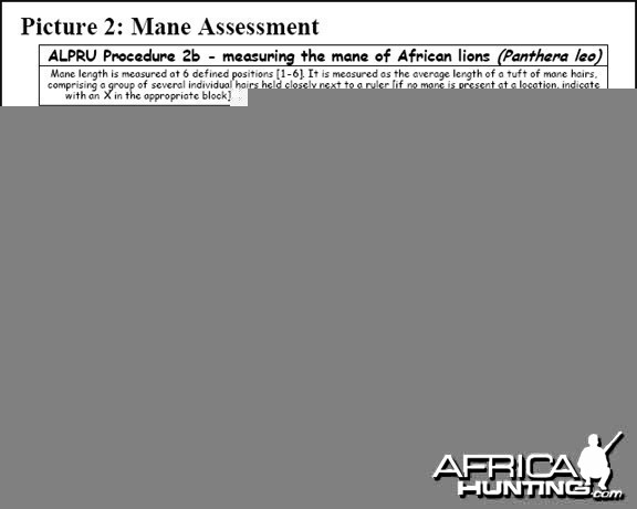 Lion Body Measurement -2