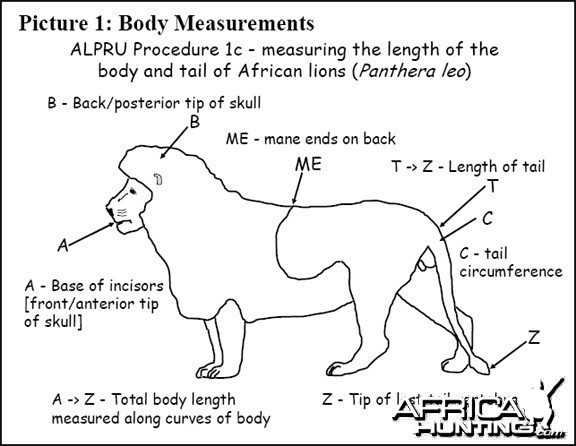 Lion Body Measurement -1