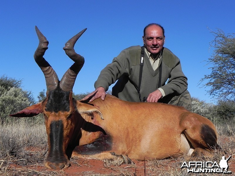 Red Hartebeest hunt with Wintershoek Johnny Vivier Safaris