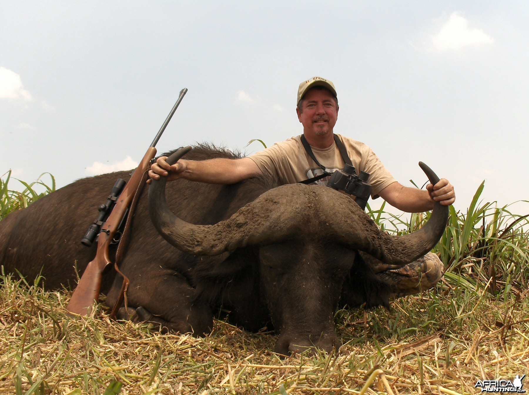 41'' mozambique cape buffalo