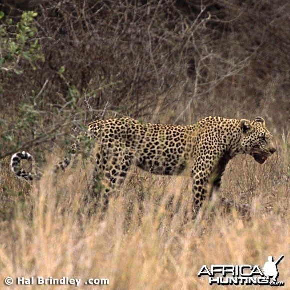 Leopard Attacking Crocodile