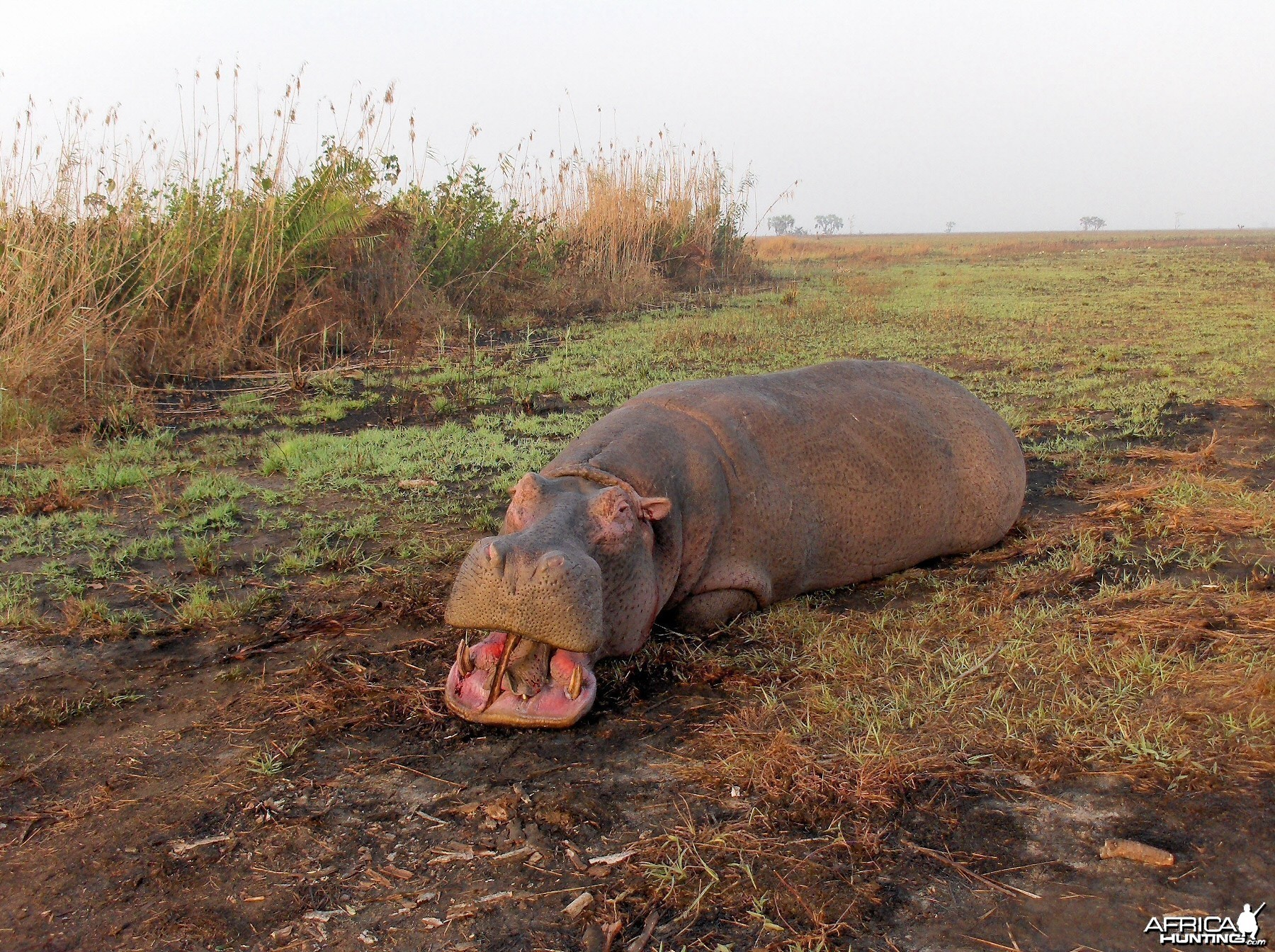 mozambique hippo