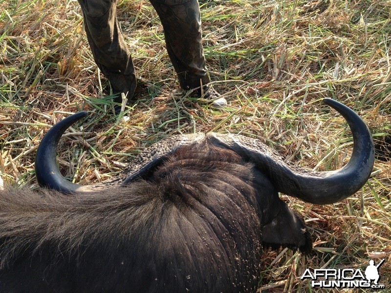 Buffalo Mozambique