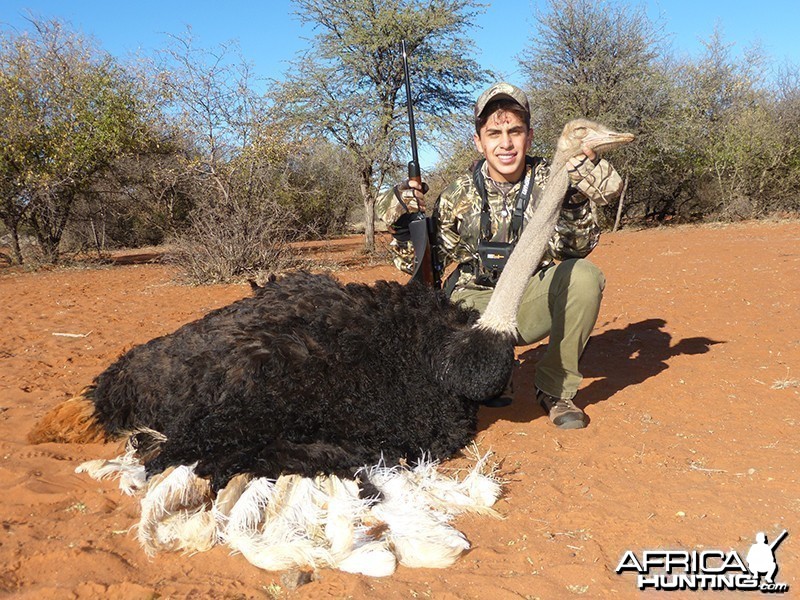 Ostrich hunt with Wintershoek Johnny Vivier Safaris