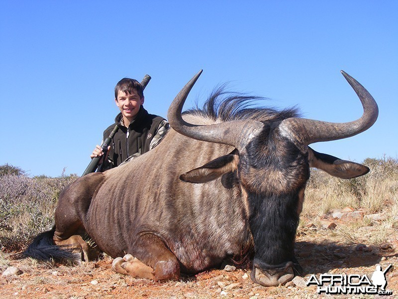 Blue Wildebeest hunt with Wintershoek Johnny Vivier Safaris