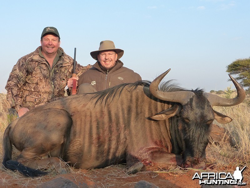 Blue Wildebeest hunt with Wintershoek Johnny Vivier Safaris