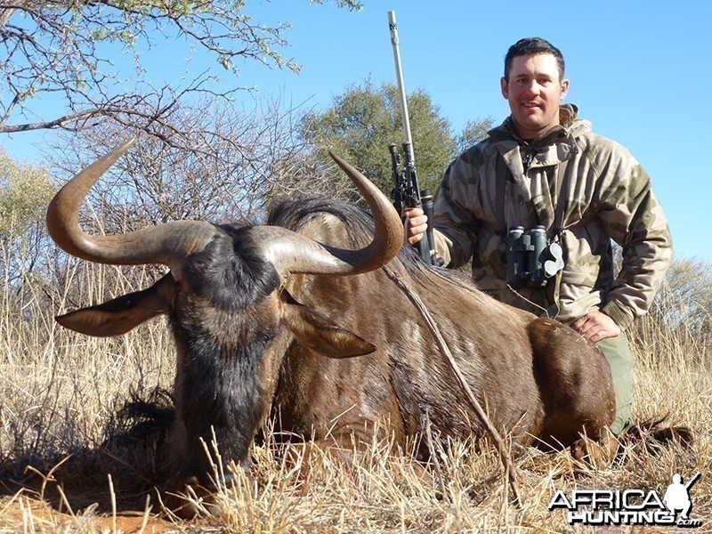 Blue Wildebeest hunt with Wintershoek Johnny Vivier Safaris