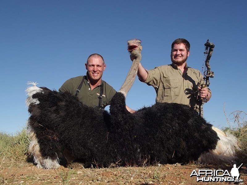 Ostrich hunt with Wintershoek Johnny Vivier Safaris