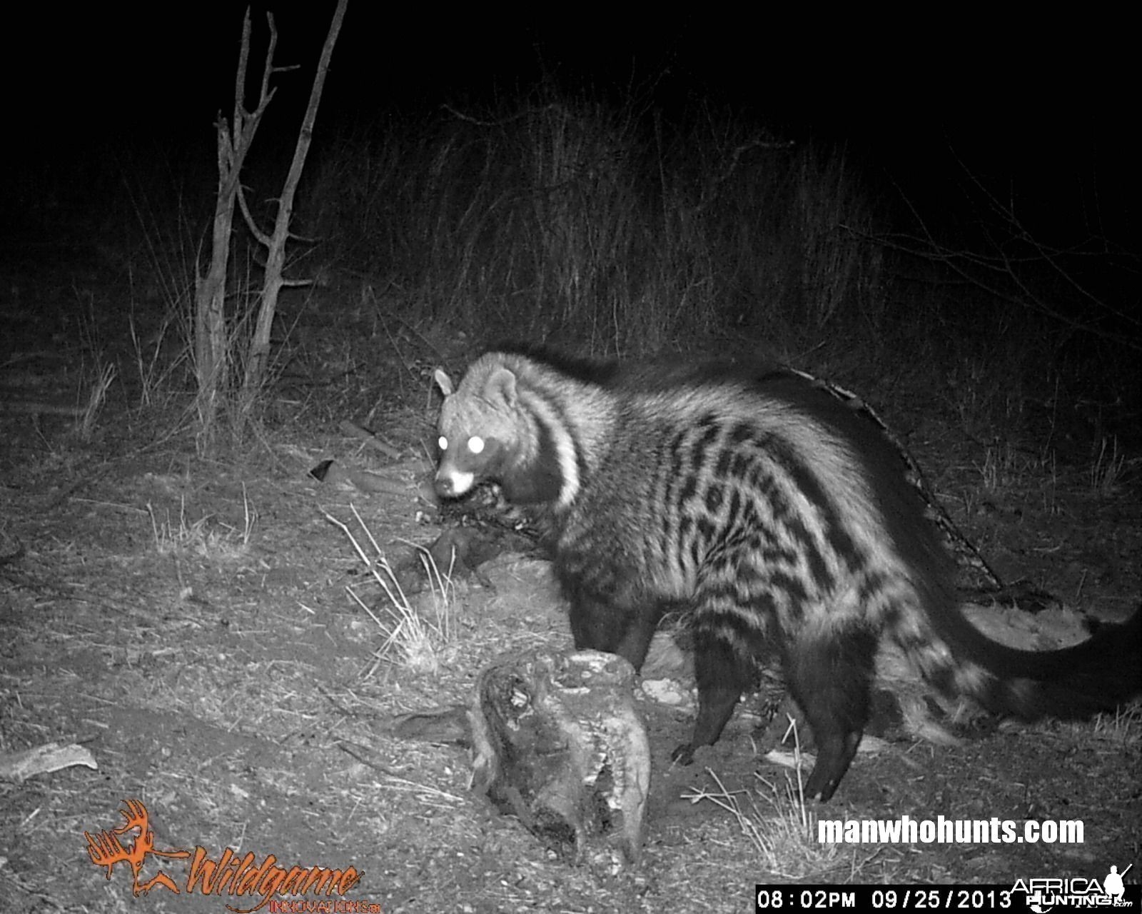 African Civet trailcamera