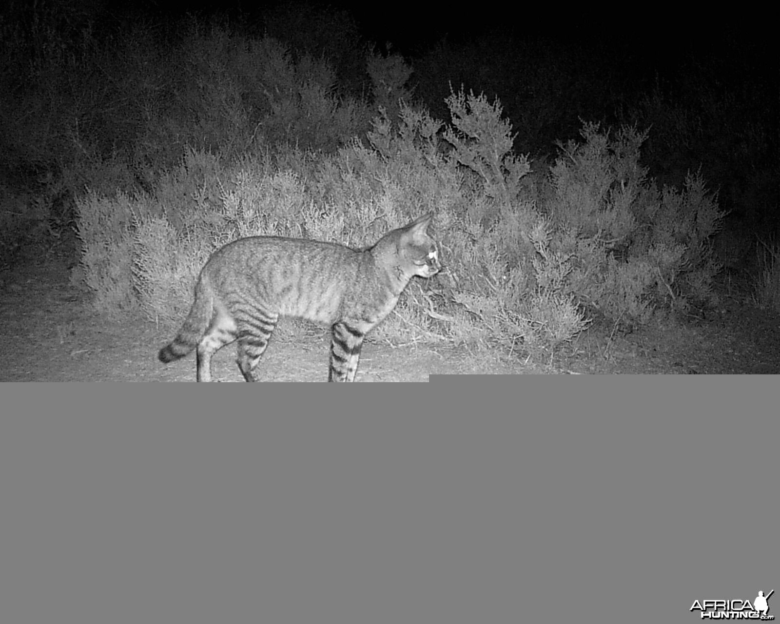 African Wildcat on trailcamera