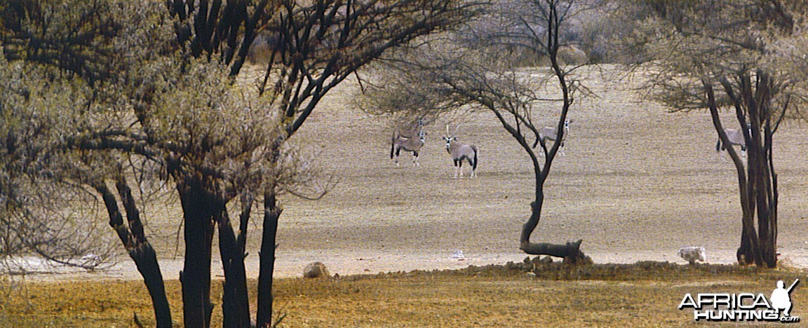 Scene of Gemsbok