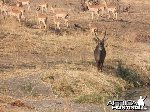 Waterbuck &amp; Impala City