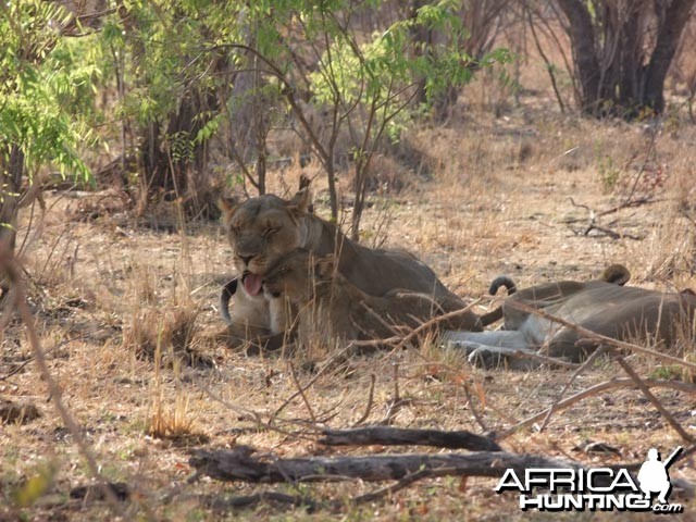 Lioness and Cub