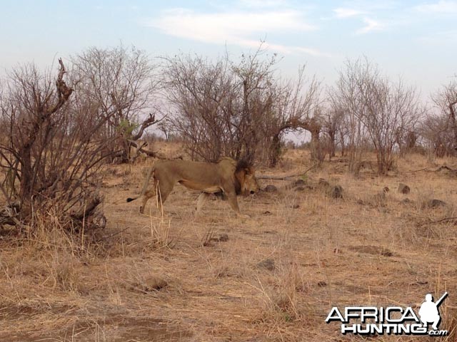 Large Male Lion Circles The Buffalo