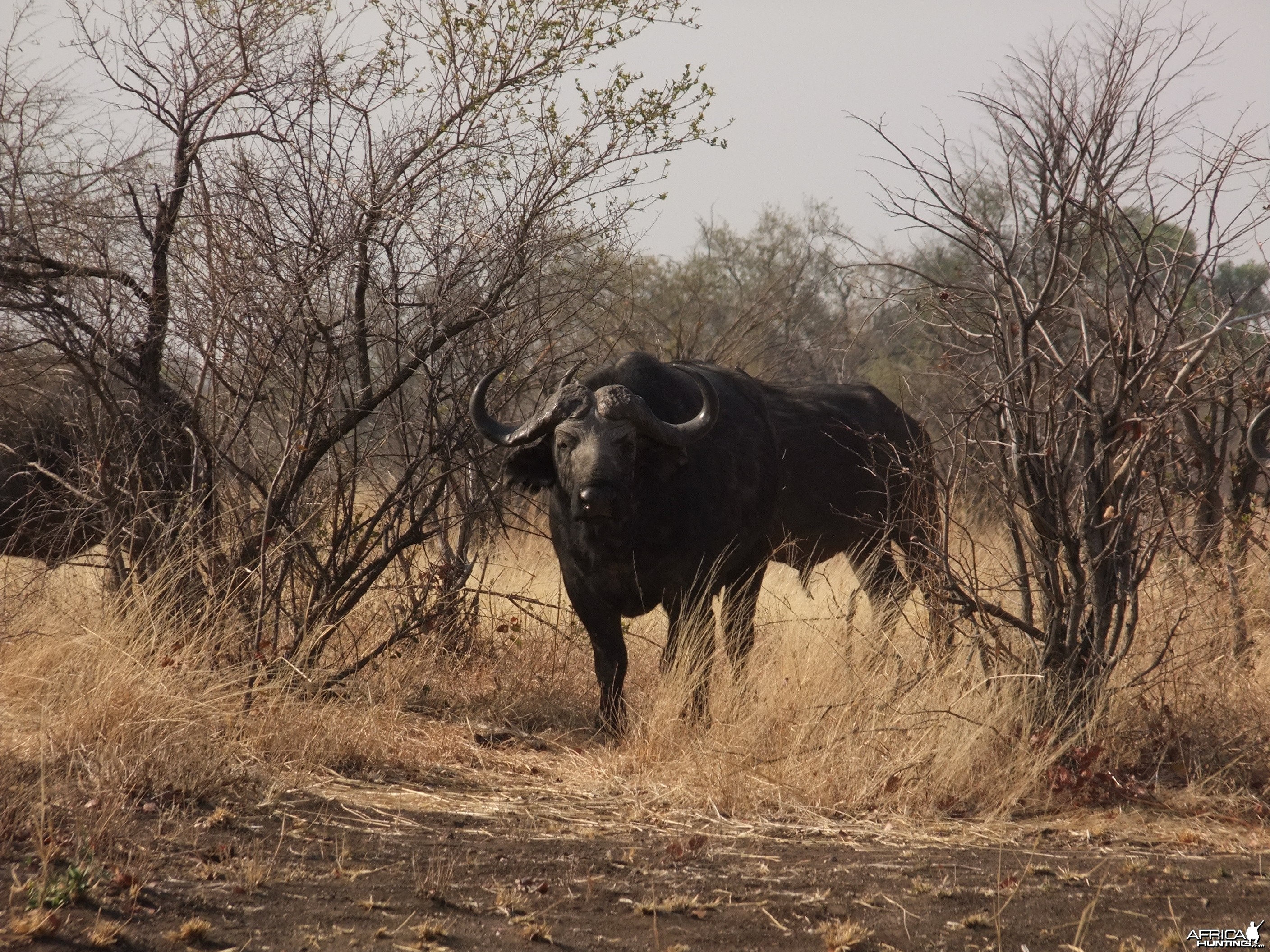 Hwange - Robins Camp Bulls