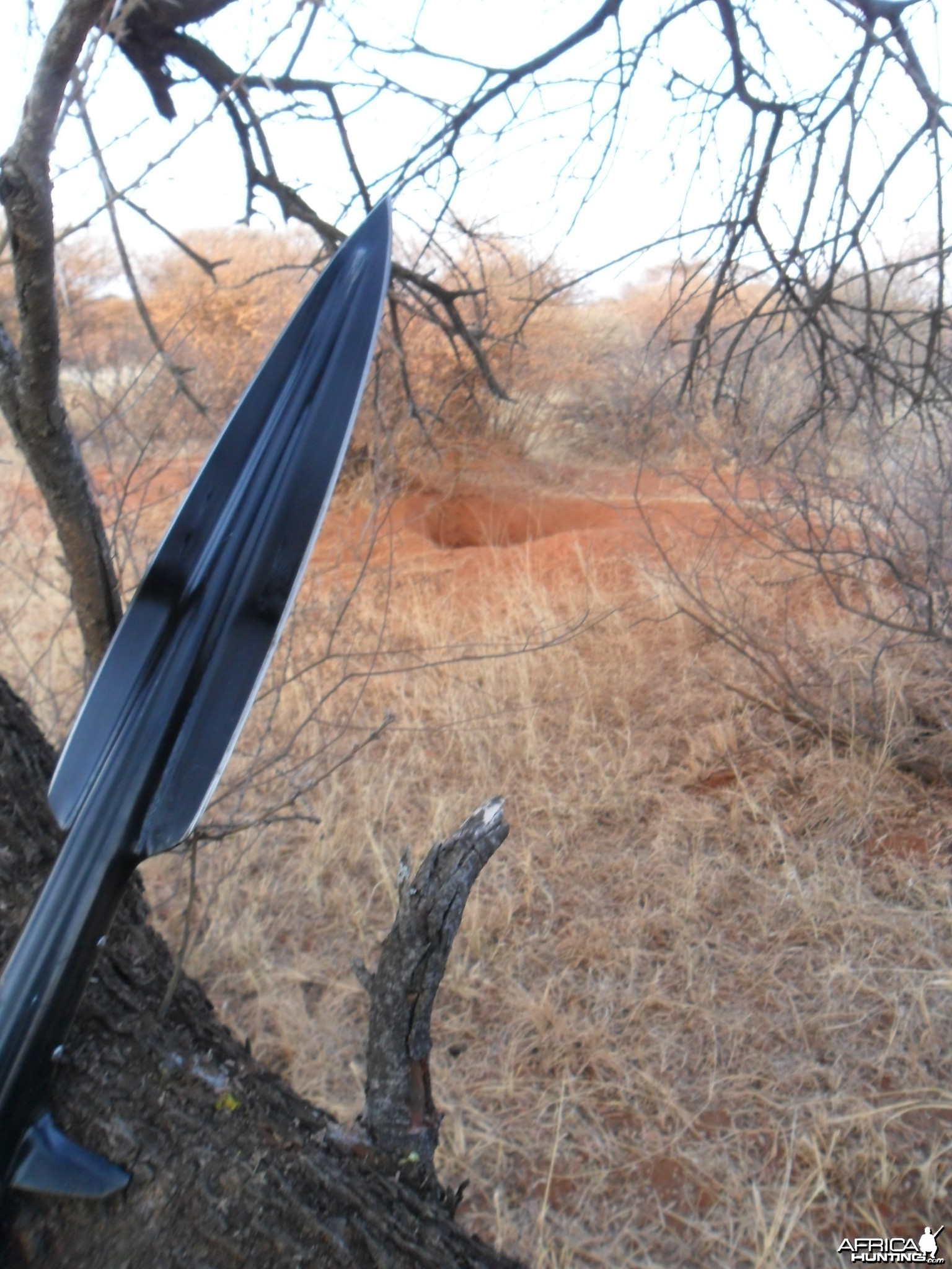 warthog spearhunting