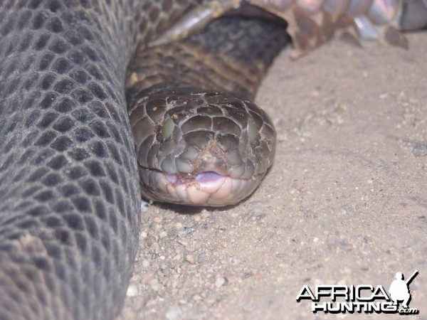 Global Rescue evacuates man bitten by African Cobra