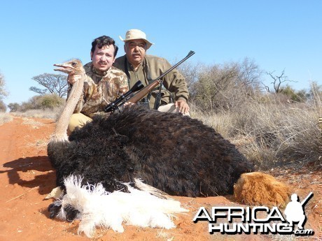 Ostrich hunt with Wintershoek Johnny Vivier Safaris