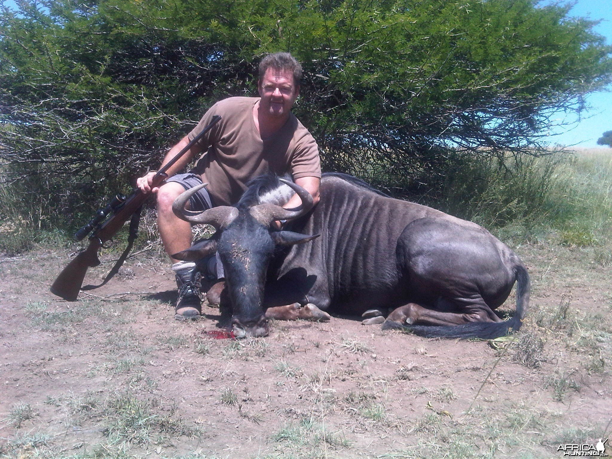 Blue Wildbeest