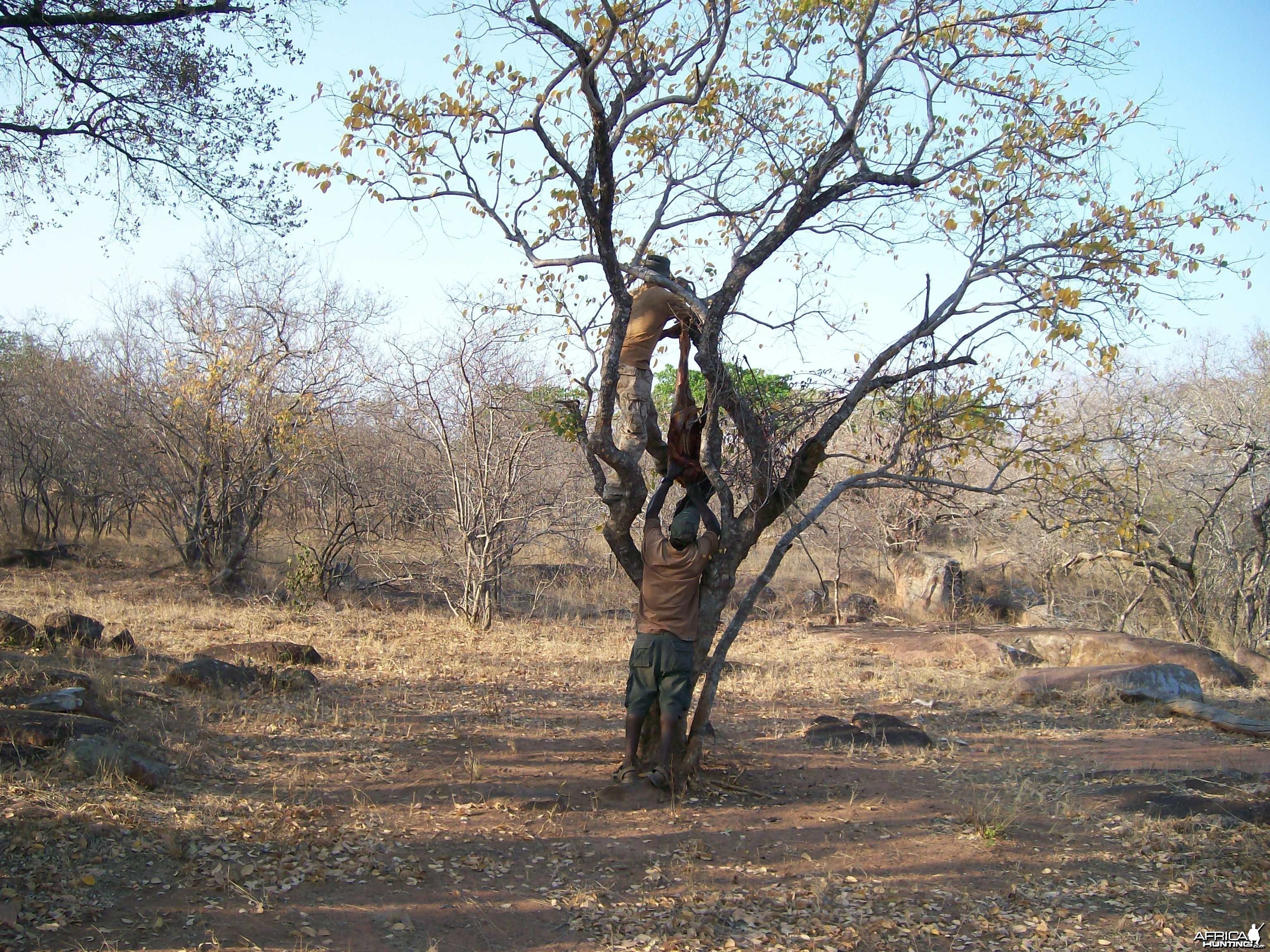 Hanging Leopard bait