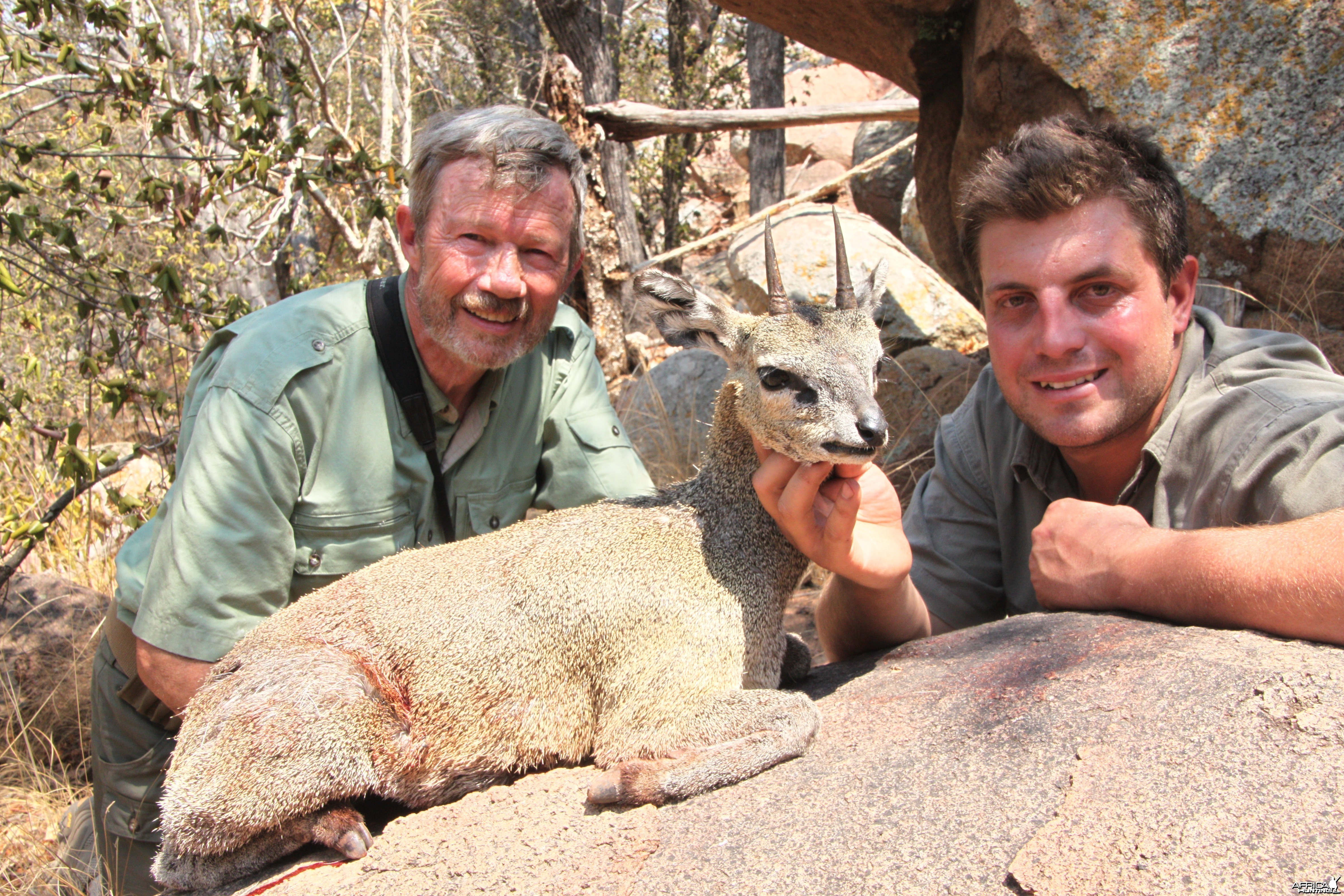 Klipspringer