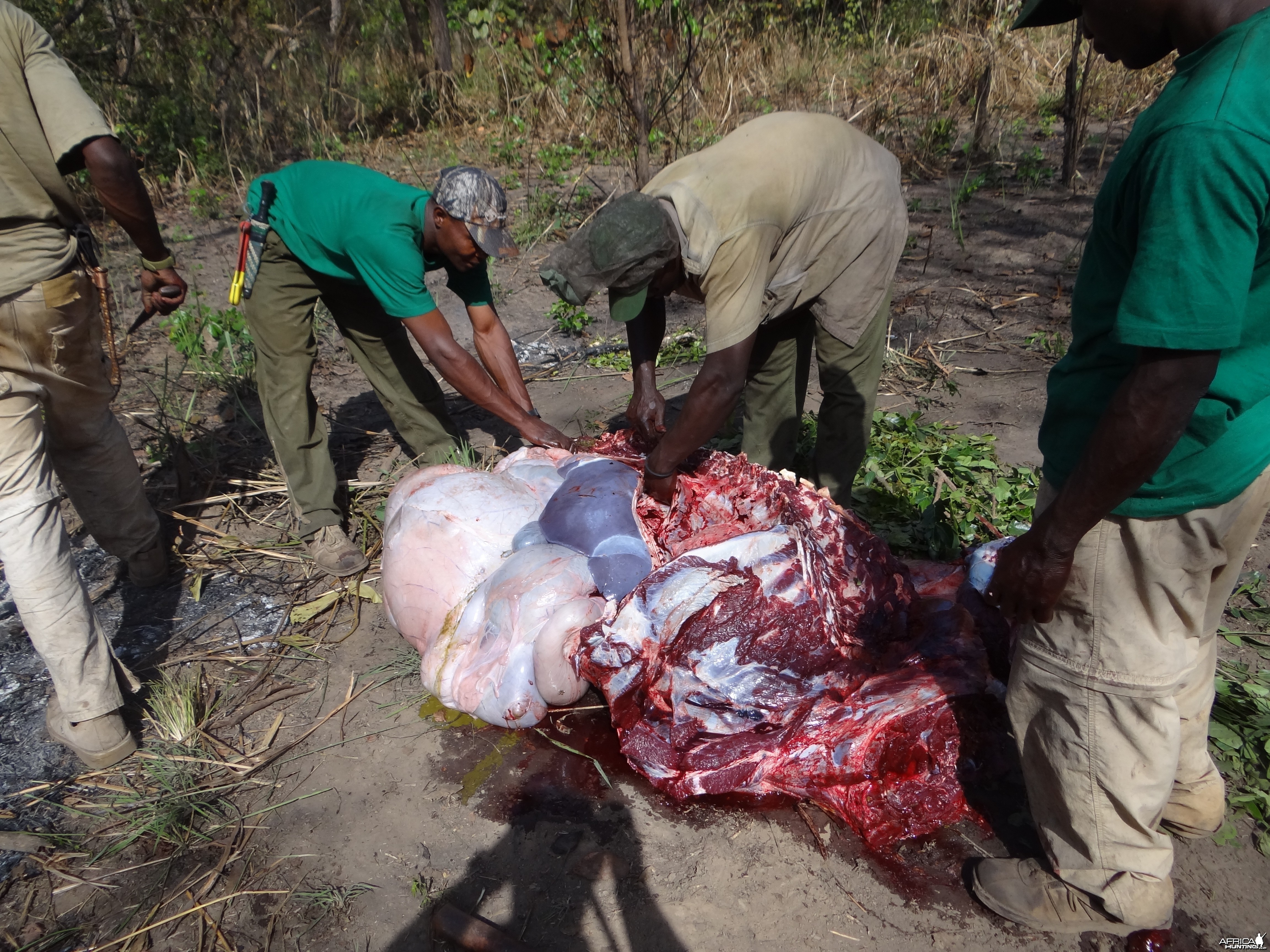 Buffalo organs